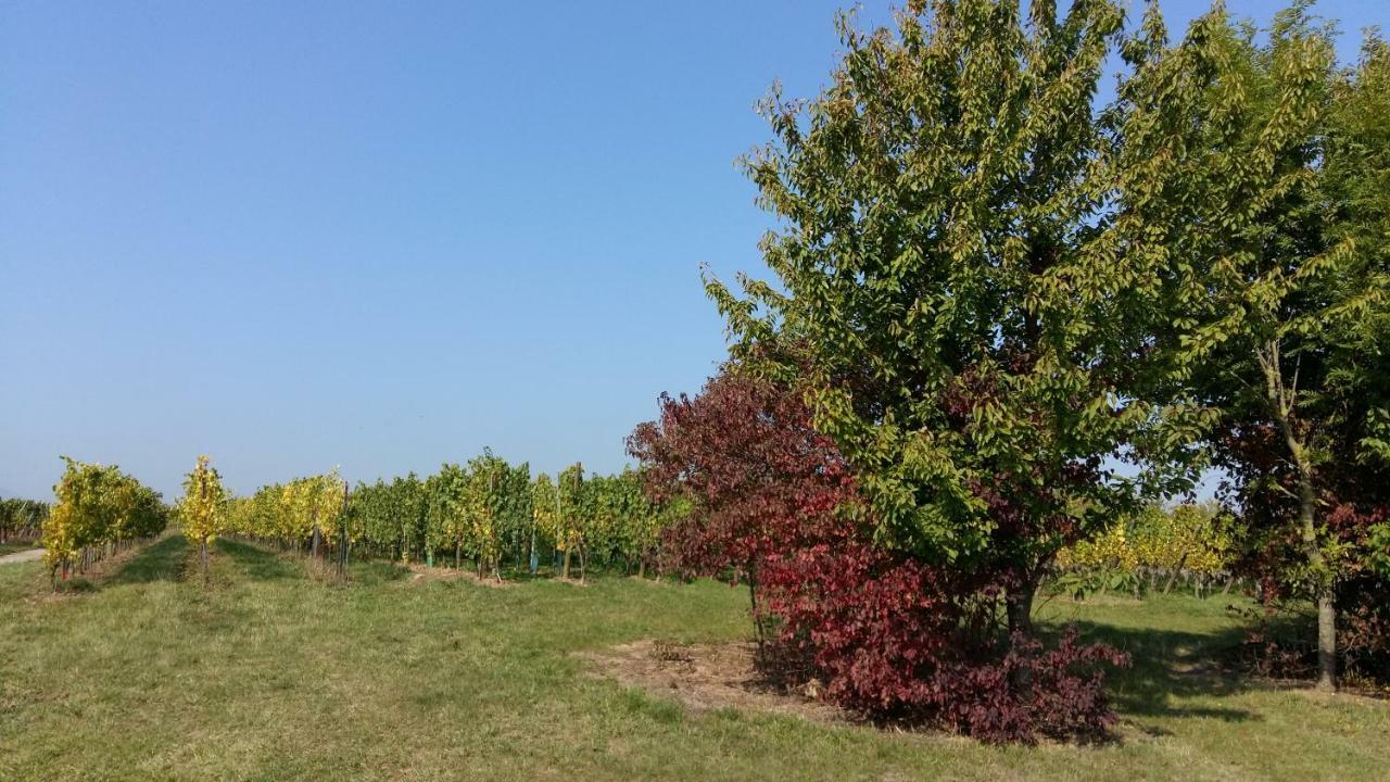 Gite "Le Piemont Des Vosges " Stotzheim Ngoại thất bức ảnh